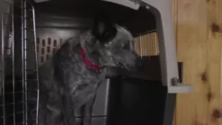 Precision Pet Products ProValu 2-Door Wire Pet Crate 15 Precision Pet Products ProValu 2-Door Wire Pet Crate -Pet Supply Store 1170329 VIDEO 1 480x270 1200k