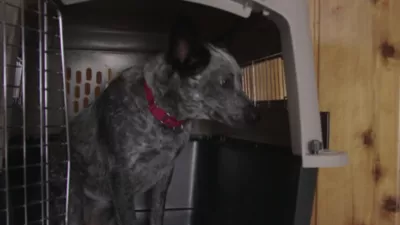 Precision Pet Products ProValu 2-Door Wire Pet Crate 8 Precision Pet Products ProValu 2-Door Wire Pet Crate - Image 8