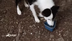 Kurgo Collaps-a-Bowl Pet Bowl, 24 Oz., Red 13 Kurgo Collaps-a-Bowl Pet Bowl, 24 Oz., Red -Pet Supply Store 1176334 VIDEO 1 480x270 1200k