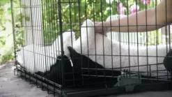 K&H Pet Products Deluxe Medium Natural Dog Bolster Crate Pad Mat, Medium 21 X 31 Inches 11 K&H Pet Products Deluxe Medium Natural Dog Bolster Crate Pad Mat, Medium 21 X 31 Inches -Pet Supply Store 1277105 VIDEO 1 480x270 1200k