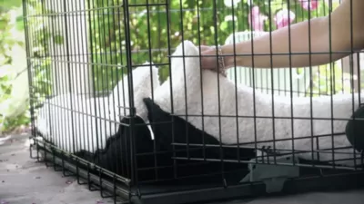 K&H Pet Products Deluxe Medium Natural Dog Bolster Crate Pad Mat, Medium 21 X 31 Inches 6 K&H Pet Products Deluxe Medium Natural Dog Bolster Crate Pad Mat, Medium 21 X 31 Inches - Image 6