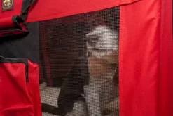 Pet Life Folding Deluxe 360 Degree Vista View House Pet Crate -Pet Supply Store 1314556 A5