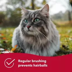 Safari Bristle Cat Brush With Bamboo Handle, W6460 BRUCAT -Pet Supply Store 1383113 A3