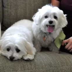 Safari Curved Firm Slicker Dog Brush (7.5 In. X 4.5 In.), W466 NCL00 -Pet Supply Store 1383183 A4