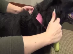 Safari Dog De-Matting Comb, W6116 NCL00 -Pet Supply Store 1383184 VIDEO 1 480x270 1200k