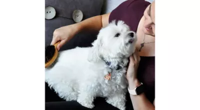 Safari Pin And Bristle Combo Dog Brush With Bamboo Handle, Comb, Medium, W6451 CMBMED 2 Safari Pin And Bristle Combo Dog Brush With Bamboo Handle, Comb, Medium, W6451 CMBMED - Image 2