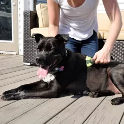 Safari Shed Magic Pet Deshedding Tool, W6327 NCL00 -Pet Supply Store 1383218 A3