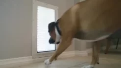 High Tech Pet Small Magnetic Closure For Pet Doors And Walls -Pet Supply Store 1457531 VIDEO 1 480x270 1200k