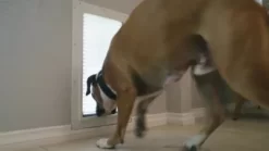 High Tech Pet Tunnel For Extra-Large Armor Flex Pet Doors -Pet Supply Store 1457542 VIDEO 1 480x270 1200k