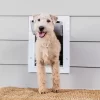 PetSafe Wall Entry Pet Door