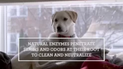 TriNova Pet Stain And Odor Remover, 1 Gal. -Pet Supply Store 1549350 VIDEO 4 480x270 1200k