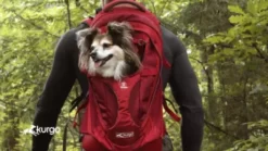 Kurgo G-Train Backpack, Red -Pet Supply Store 1592230 VIDEO 2 480x270 1200k