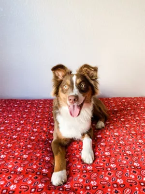 Territory Fluffy-Fleece Dog Blanket 4 Territory Fluffy-Fleece Dog Blanket - Image 4