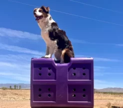 Dakota 283 G3 Framed Door Kennel, Medium, Purple -Pet Supply Store 1620808 A2