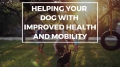 Club Nine Pets Metro Orthopedic Dog Sofa 17 Club Nine Pets Metro Orthopedic Dog Sofa -Pet Supply Store 1661367 VIDEO 1 480x270 1200k