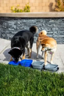 Petique Portabowl Water And Food Pet Bowl, FDA Approved 9 Petique Portabowl Water And Food Pet Bowl, FDA Approved -Pet Supply Store 1675083 A4