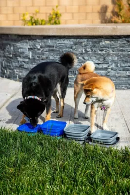 Petique Portabowl Water And Food Pet Bowl, FDA Approved 5 Petique Portabowl Water And Food Pet Bowl, FDA Approved - Image 5