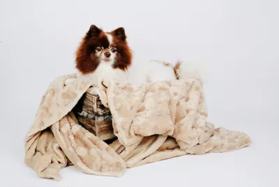 Petique Velvet Blanky Hypoallergenic Pet Blanket 2 Petique Velvet Blanky Hypoallergenic Pet Blanket - Image 2