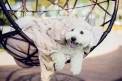 Petique Velvet Blanky Hypoallergenic Pet Blanket 6 Petique Velvet Blanky Hypoallergenic Pet Blanket -Pet Supply Store 1675108 A2