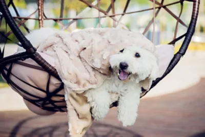 Petique Velvet Blanky Hypoallergenic Pet Blanket 3 Petique Velvet Blanky Hypoallergenic Pet Blanket - Image 3