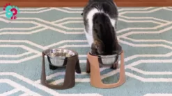 SportPet Raised Stainless Steel Pet Bowls, 1 Cup, 2-Bowls -Pet Supply Store 1683755 VIDEO 1 480x270 1200k