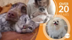 K&H Pet Products Thermo Tent Outdoor Heated Pet Shelter -Pet Supply Store 1701185 VIDEO 1 480x270 1200k