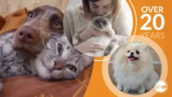 K&H Pet Products Self-Warming Pet Hut Bed -Pet Supply Store 1701217 VIDEO 1 480x270 1200k