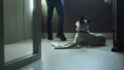 Moots Premium Leatherette Sofa Pet Bed, Extra Large -Pet Supply Store 1725085 VIDEO 2 480x270 1200k