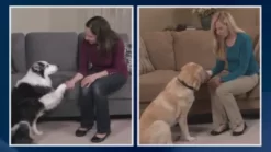 PawPerfect Pet Nail Trimmer, Nail Rotating File For Large And Small Pets -Pet Supply Store 1778400 VIDEO 1 480x270 1200k