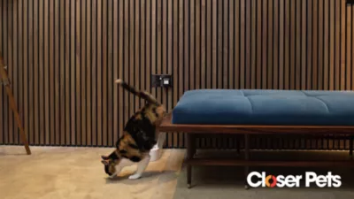 Cat Mate 4-Way Rotary Locking Cat Door 6 Cat Mate 4-Way Rotary Locking Cat Door - Image 6