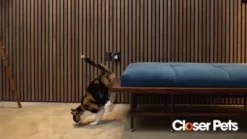 Cat Mate Microchip And I.D. Disc Cat Door For Entry Control, White -Pet Supply Store 1866882 VIDEO 1 480x270 1200k