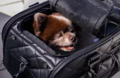 Petique The Lux Pet Carrier -Pet Supply Store 1968023 A12