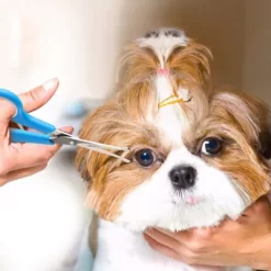 Boshel Dog Grooming Scissors Set - 2 Pet Grooming Scissors 13 Boshel Dog Grooming Scissors Set - 2 Pet Grooming Scissors -Pet Supply Store 2068484 A6