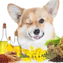 New! The Blissful Dog First Sniff Canine Cologne -Pet Supply Store 2291679 A3