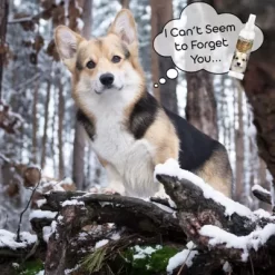 New! The Blissful Dog First Sniff Canine Cologne -Pet Supply Store 2291679 A4