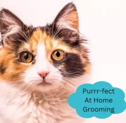 New! Mighty Mutt Double-Sided Bamboo Dog And Cat Toothbrush Soft Bristles, Ergonomic Handle -Pet Supply Store 2309247 A4